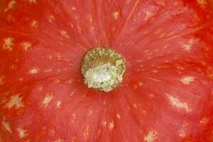 close up of top of red kuri squash photo