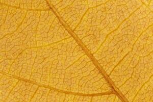 close up of dry orange maple tree leaf texture photo