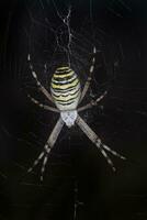 close up of wasp spider sitting on cobweb photo