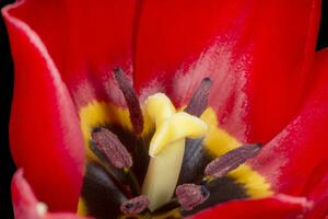 cerca arriba de rojo tulipán flor foto