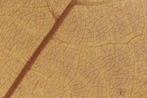 close up of dry maple tree leaf texture photo