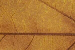 close up of dry maple tree leaf photo