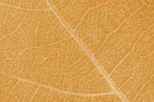 close up of orange maple tree leaf texture photo