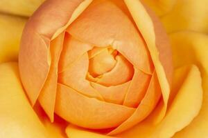 close up of dark yellow rose photo