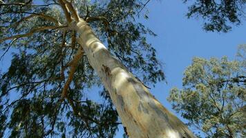 eucalipto árbol un soleado día video