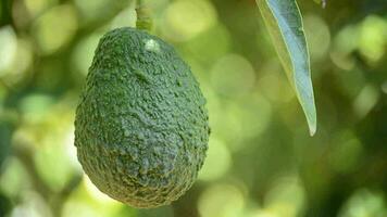 avokado frukt hängande på gren av träd i en plantage video