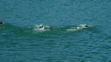 Sportler Schwimmen im ein Prüfung schwimmen im Triathlon video