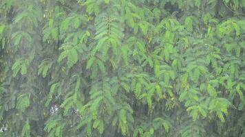 Rain falling hard with plants and tree leaves background video