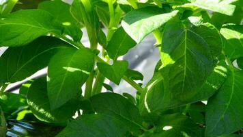 Leaves of crops like lettuce or vegetable similar in a plantation2 video