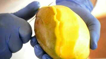 chef peeling une mangue fruit avec une couteau video