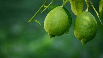 dos limones colgando desde un rama de árbol video