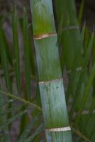 original green natural background with bamboo stalks in close-up photo