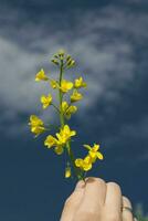 violación amarillo flor foto