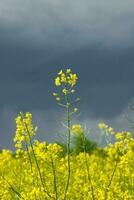 violación amarillo flor foto