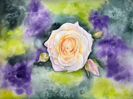 Hand drawn watercolor illustration with a white rose with buds on the green and purple background. Watercolor rose with buds. photo