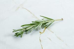 Rosemary branch - organic spicy herb photo