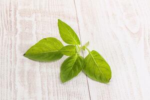 Raw green basil leaves seasoning photo