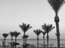 Palm trees silhouettes at the Egypt hotel photo