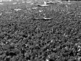Black and white grass background close view, grayscale grass photo