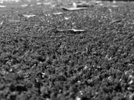 Black and white grass background close view, grayscale grass photo