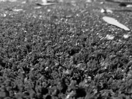 Black and white grass background close view, grayscale grass photo