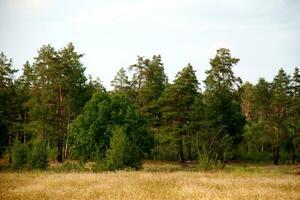 grass valley in forest during summer photo