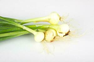 young garlic on a white background photo