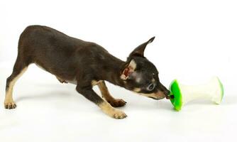 small chihuahua puppy photo