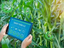 Smart Farming with IoT. Growing Corn Seedlings with Infographics. Smart Farming and Precision Agriculture 4.0, farmer hand holding tablet in corn field. photo