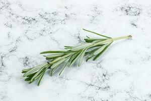 Rosemary branch - organic spicy herb photo