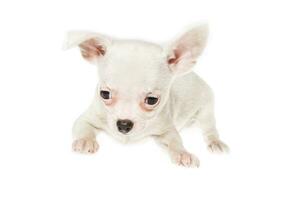 Funny puppy Chihuahua poses on a white background photo