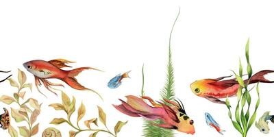 Hand drawn watercolor aquarium fish, algae and sealife. Marine exotic underwater illustration. Seamless border isolated on white background. Design for shops, brochure, print, card, wall art, textile. vector