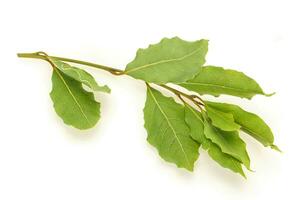 hojas de laurel verde en la rama foto