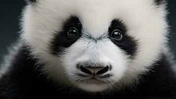 a close up of a panda AI Generated photo