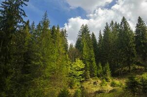 Green mountain forest in the light of summer sun photo