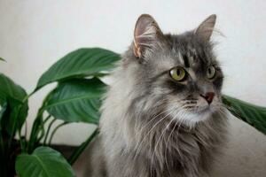 Beautiful domestic grey cat looking front,pet portrait,well groomed kitten close up,image with serious cat for advertising,wallpaper,animal home care photo