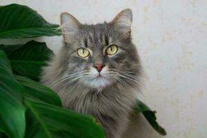 Beautiful domestic grey cat looking front,pet portrait,well groomed kitten close up,image with serious cat for advertising,wallpaper,animal home care photo