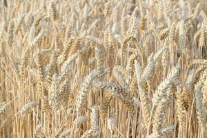 Close up view of wheat ears, field of wheat on July day. Summer harvesting period, ecological agriculture. World starvation problem due to the war in Ukraine.Selective focus. photo