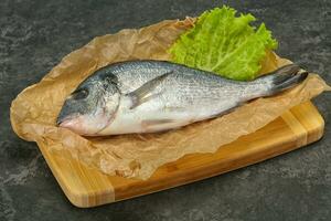 Raw Dorada fish  for cooking photo