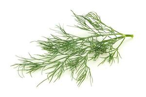 Fresh green dill herb branch photo