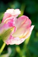 tulip flower blossom photo