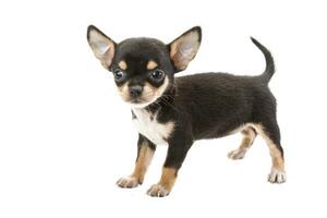 Chihuahua puppy isolated on white background photo