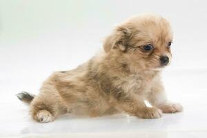 Chihuahua puppy isolated on white background photo