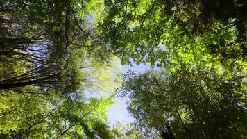 bomen in dag schijnen in natuur video