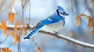 AI Generative of the blue jay is a vibrant bird with bright blue feathers on top and white underneath. It has a crest on its head and striking black markings around its eyes and on its wings and tail. photo