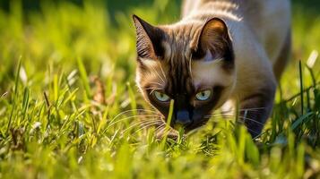 AI Generative of Siamese cat stealthily stalks through a tall grass field, its striking blue eyes focused on prey. Its slender body and pointed ears reveal a poised and determined hunter in the wild. photo