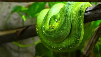 Video of Green tree python