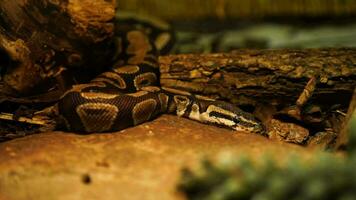 Video of Ball python in zoo