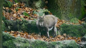 vídeo do alpino eu sei dentro jardim zoológico video