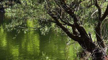 calma verde lago e un' albero nel lago video